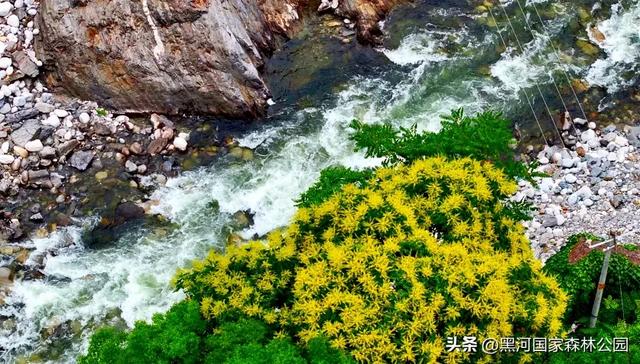 九月的黑河，一半是山野的绿意，一半是秋天的凉风