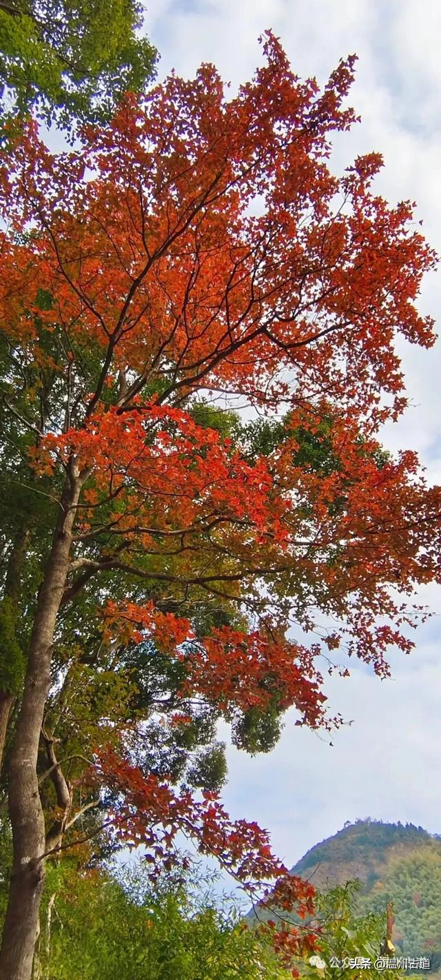 收好这份温州《红枫古道地图》，挑个好天气出门走走！
