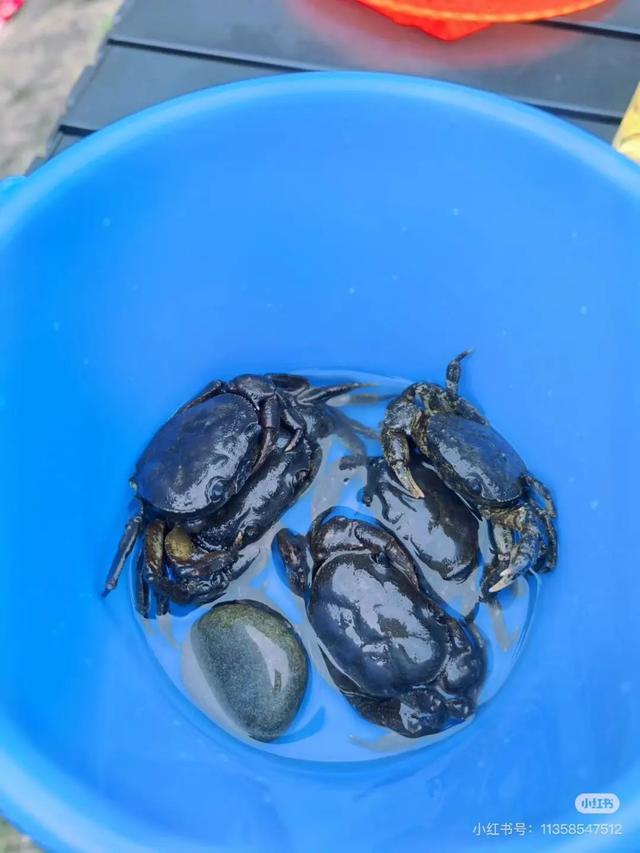 全免费！成都周边30min玩水抓螃蟹、露营野餐钓鱼烧烤！轻松安逸周末快冲！