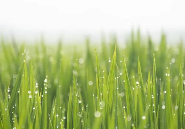 今日入伏，老人说最怕“入伏一日雨”，入伏天下雨有啥预兆？
