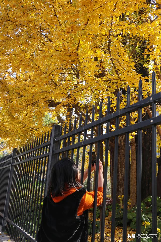 散文丨古银杏树下