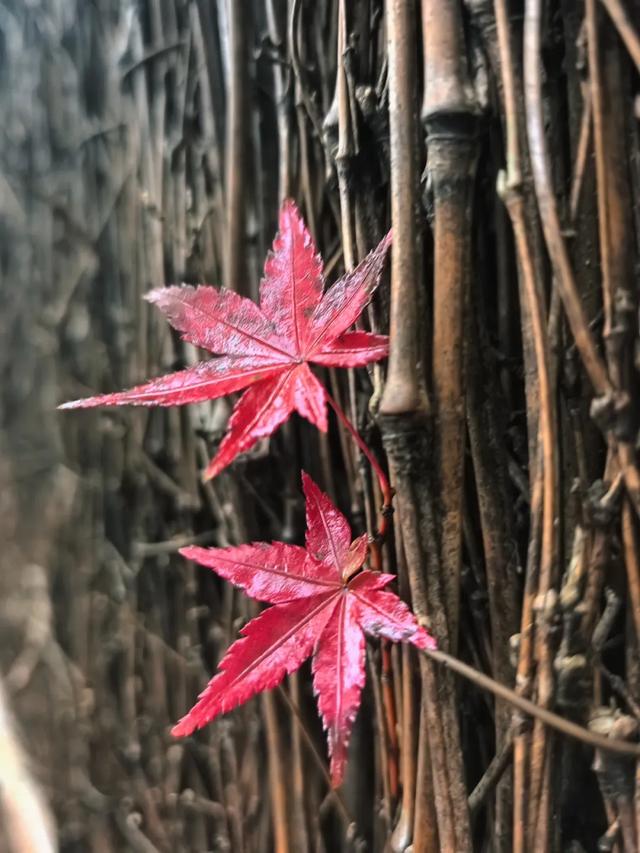 更年期小阿姨的胡同漫游