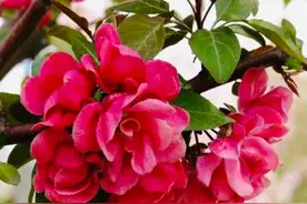 详解——认识木本16种海棠花名称图片