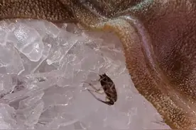 顾客在火锅店吃出蟑螂，与商家争执后被气进医院？合肥瑶海区市监局：高度重视，正在处理图片