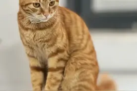 万物冷知识之 橘猫图片