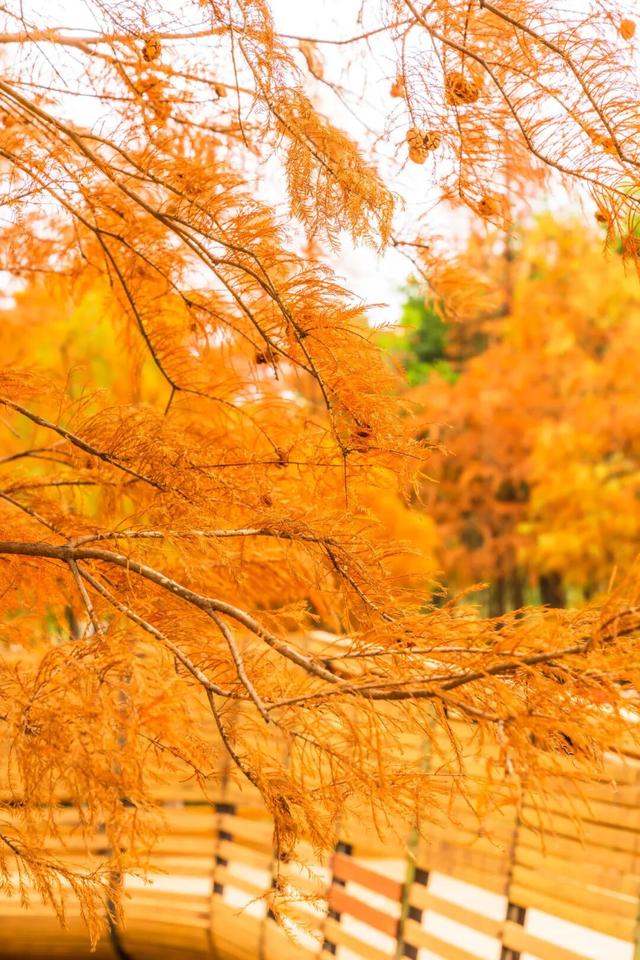 莲花山落羽杉，红了！