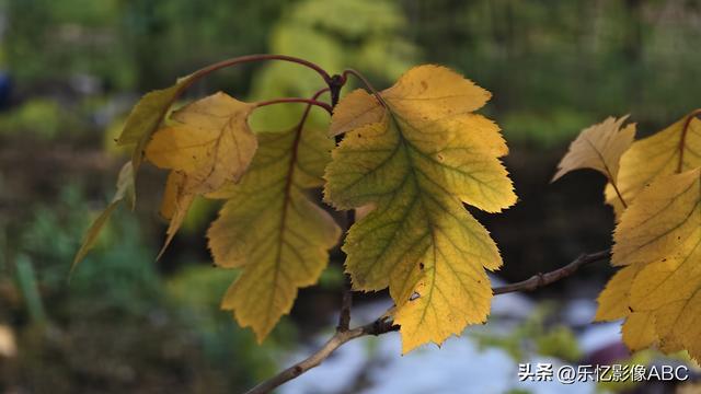 vivo x200 ultra拍摄