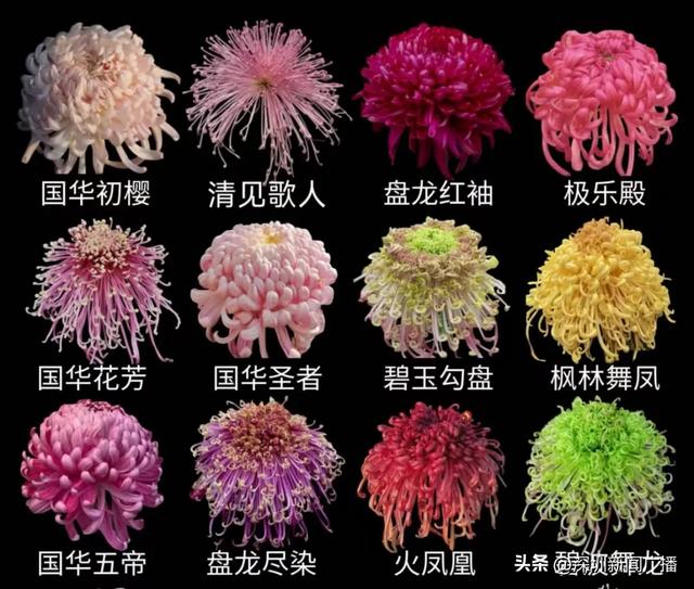 免费开放!持续21天!2025东湖公园菊花赏来啦~