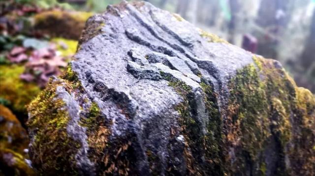 西藏不只有雪山！这片隐秘的江南，是冬季的天然氧吧和避寒仙境。