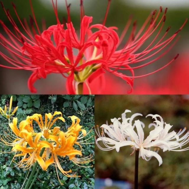 9月去看绝美彼岸花吧！日本10大赏花出片景点全攻略~