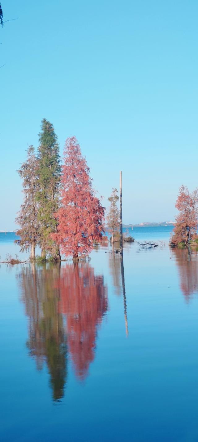 鲸鱼湾旁滇池边，水杉红透冬日水境