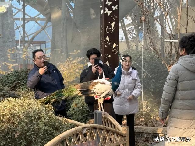 万福中国年！2026泰山石敢当景区春节灯会超多预告精彩来袭~