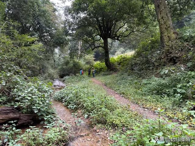 徒步武定香水箐，赏野草香飘、听溪流淙淙，徜徉绿水青山中，惬意