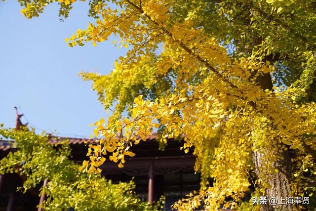 山河入秋，奉城尽染！