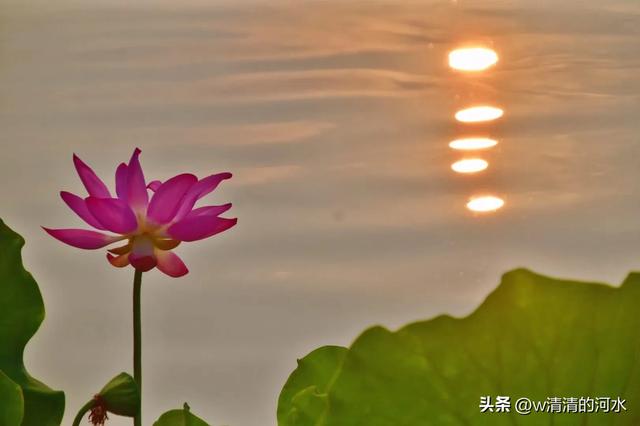 荷花是夏季里最曼妙的风景
