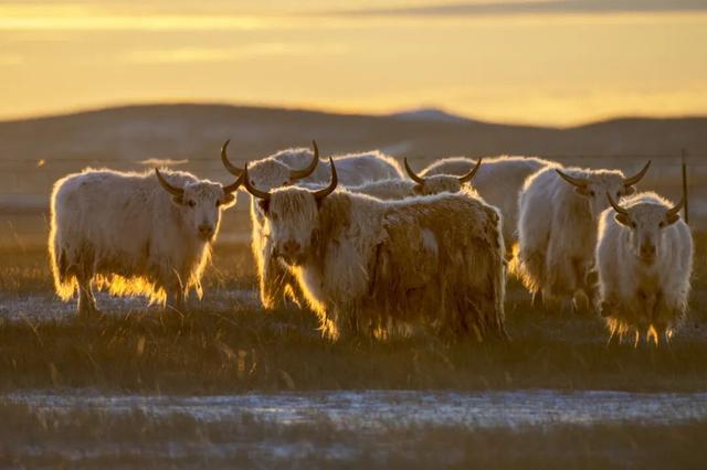 锡林浩特，雪域里的足迹