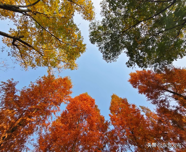 红了红了！东坡水杉出片率100%