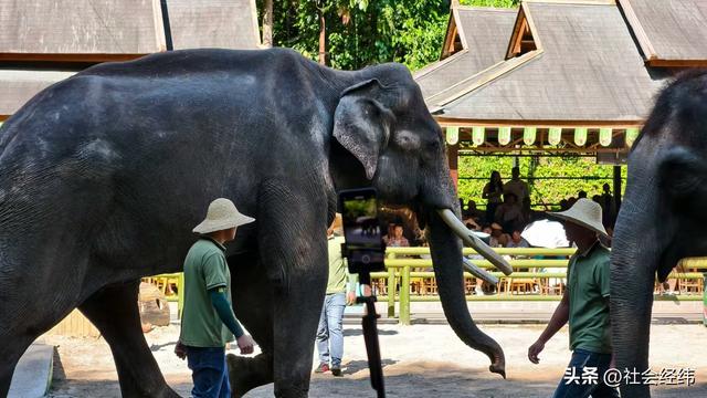每日一景|西双版纳野象谷风景区