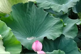 郑州绝佳赏荷好去处！ 接天莲叶无穷碧 映日荷花别样红图片