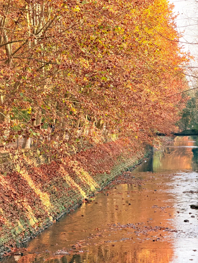 成都最美梧桐大道绵延20公里，地铁19号线直达，快去打卡！