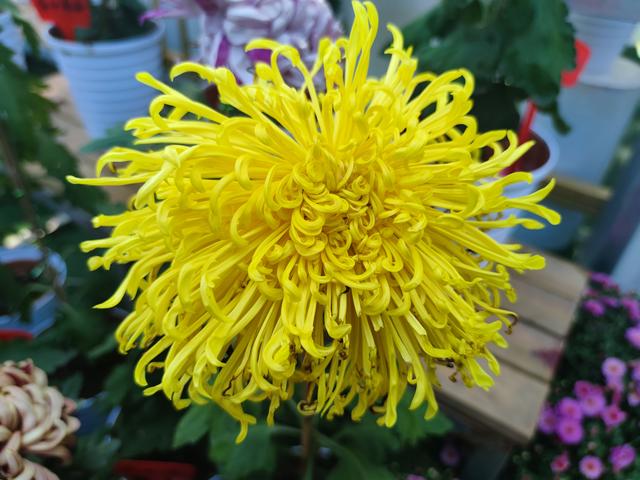 人从众菊花展VS男厕被沦陷