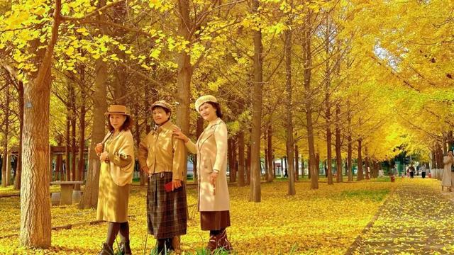 满目金黄，来杨凌赴一场“鎏金之约”！