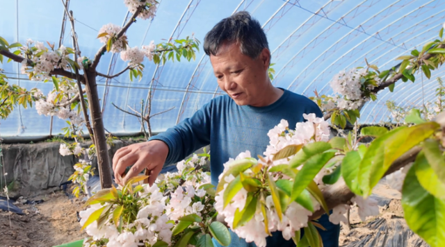 限定冬日浪漫！湟中多巴樱桃花开，等你来赏