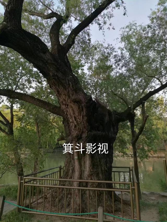 颐和园西堤古柳，三百年沧桑的见证者。