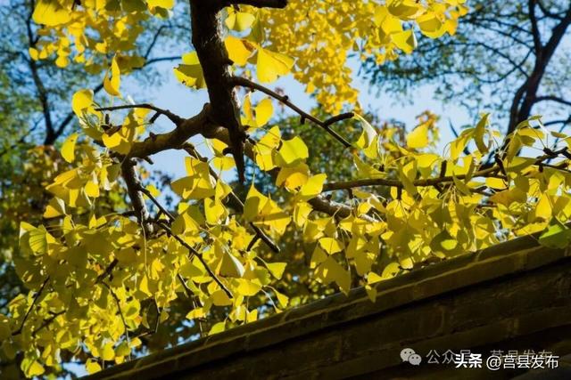 今天实拍！浮来山银杏，一树鎏金映古寺