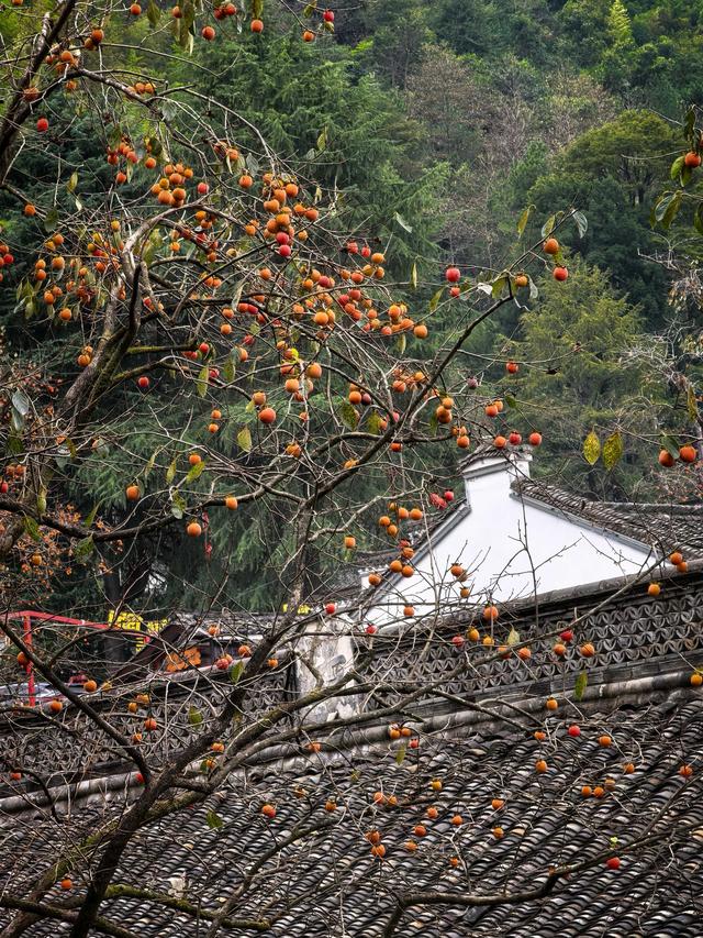 霜降时节，柿林村徒步