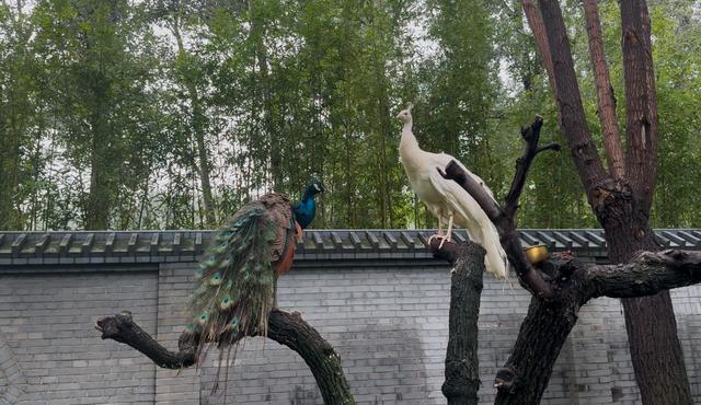 发现北京之美·听中轴新声 | 南中轴的“绿色动脉”，人与自然的“共生剧场”