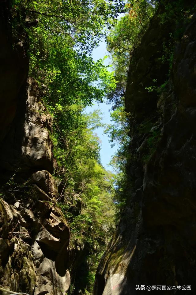 绿野仙踪+山水秘境！快来黑河抓住夏天的尾巴，奔赴一场绿意清凉之约