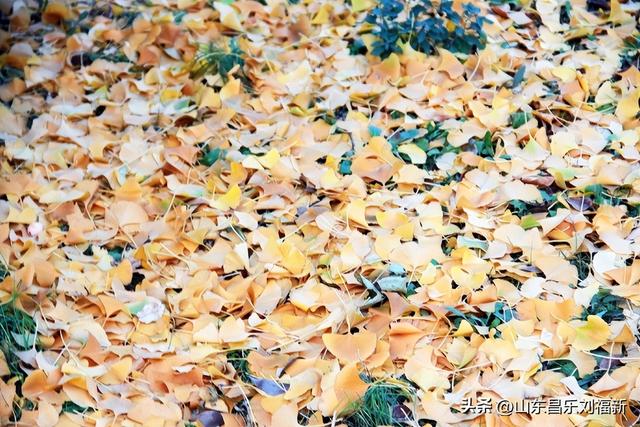 昌盛花园二期西区的冬景(下)