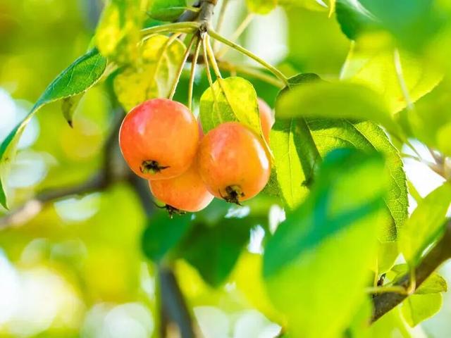 打卡限时浪漫，一键收藏隐珠街道最美秋色！