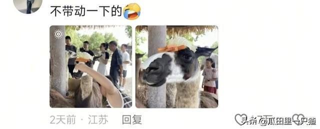 笑不活！国庆假期动物园的动物都吃yue了，网友:每逢佳节胖三斤