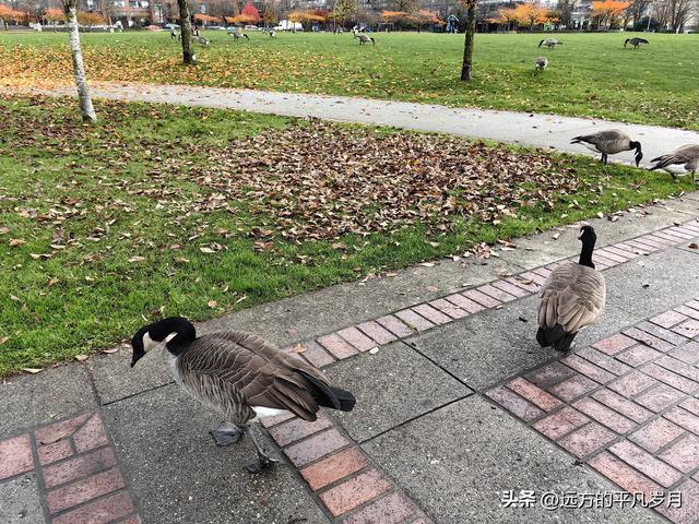 温哥华游记（六）