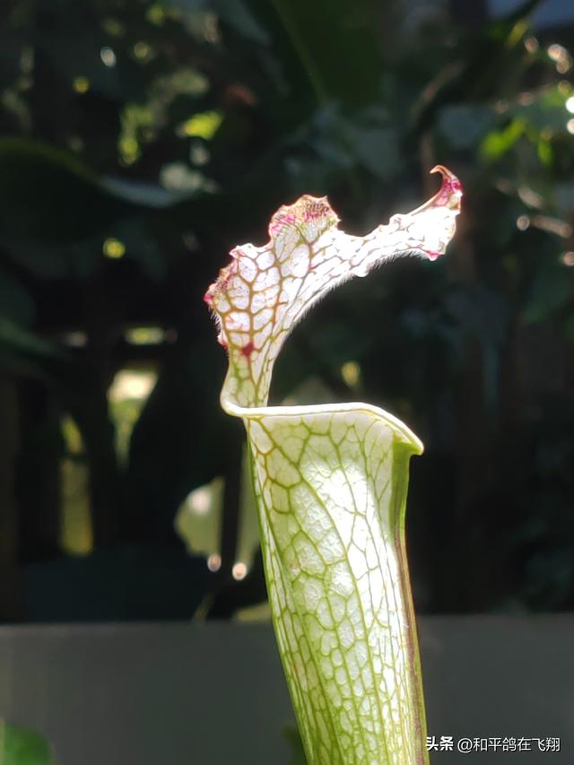 厦门植物园：邂逅自然的绮梦