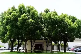 俗话说：“门口见阴树，日子过不顺”，这几种树千万别种家门口！图片