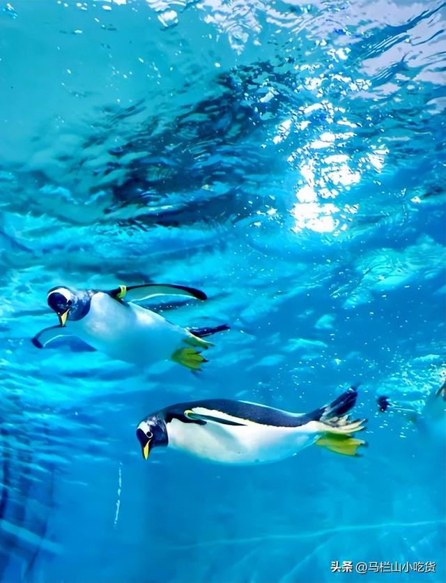 哈尔滨旅游，极地公园 | 超全打卡攻略！