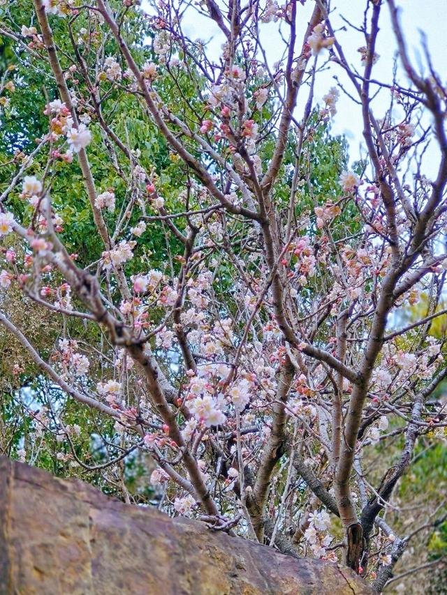 无锡这座大公园，即将爆火！