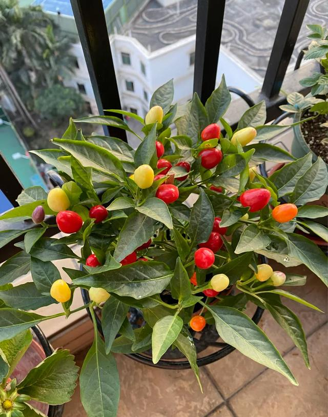 男子因“辣椒当花”引围观，不服来战，网友：小众美被你玩明白了