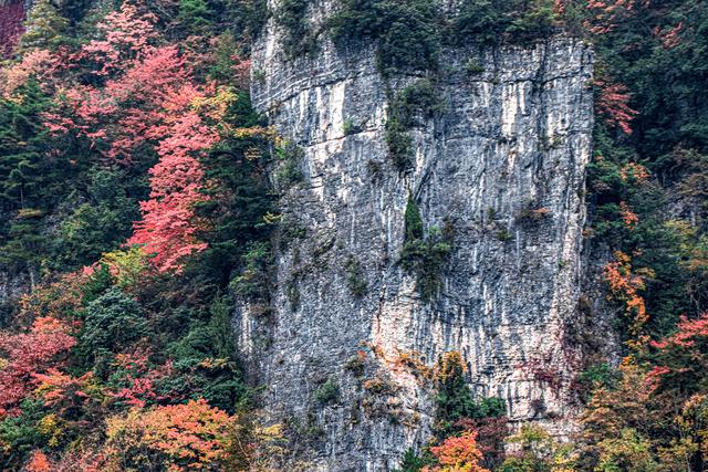 上坝彩林 彩林坝上