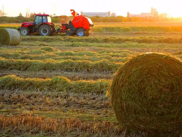此时的太仓，美到心尖上！