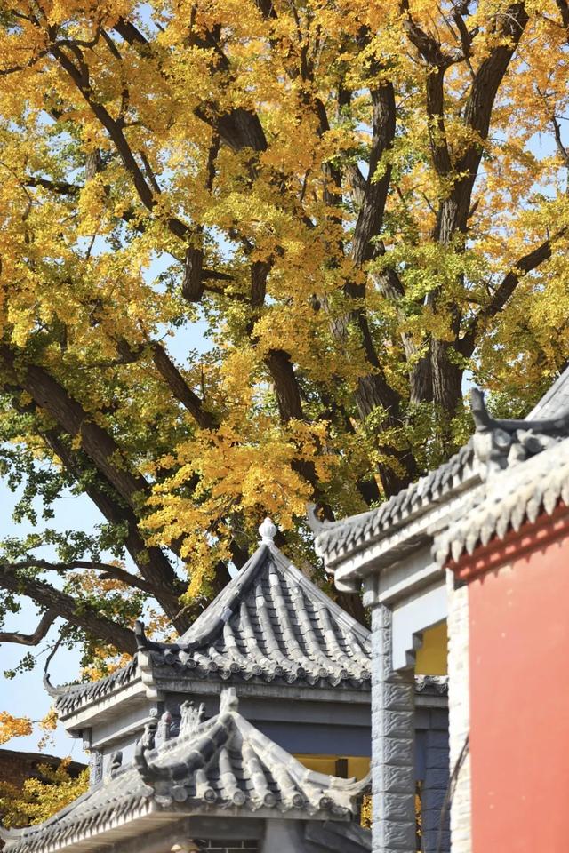 济南的这些千年银杏树美得正当时,最后“黄金期”快去打卡!