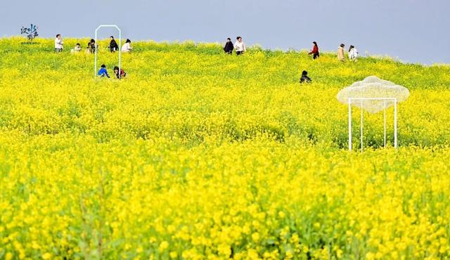 “花”样真多！襄阳宝藏赏花地公布！