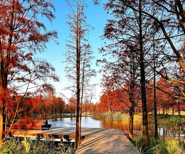 上海版“阿勒泰”？三林滨江落羽杉美成油画，期待早日开放。