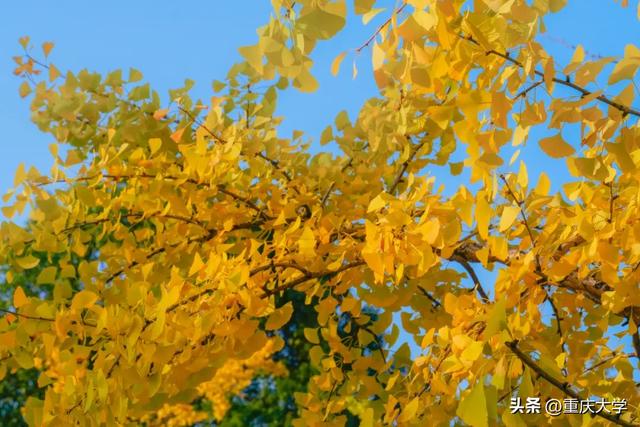 重大限定皮肤上新,超出片!🤳