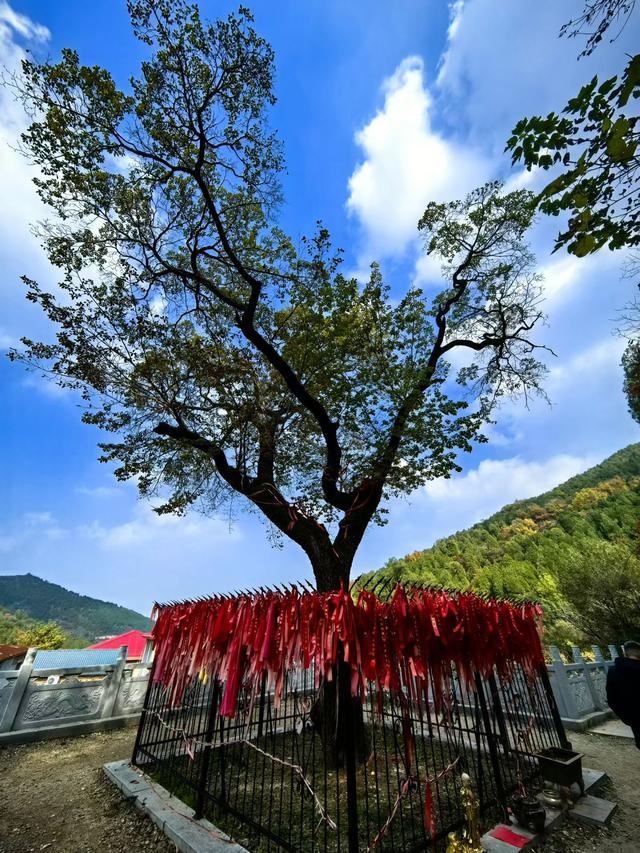 秋访捎近：一树龙吟火满山