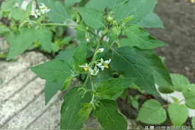 俗称“肿瘤消”，叶似辣椒叶，果实似葡萄，村里有人患肿瘤就找它图片