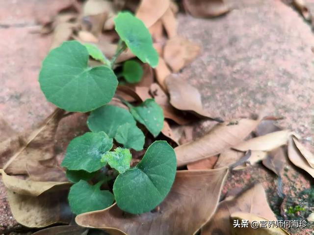 花似蒲公英，人称“消炎草”，抗菌又消炎，对肺炎、肝炎都有好处